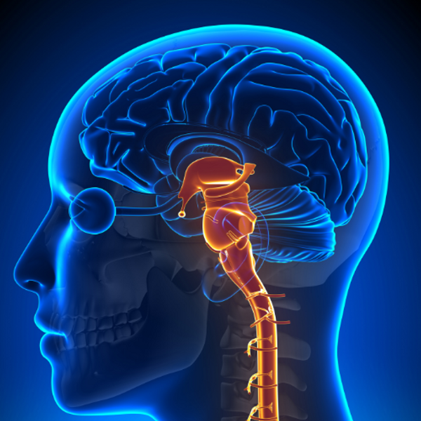 Diagram of the trigemino cervical complex