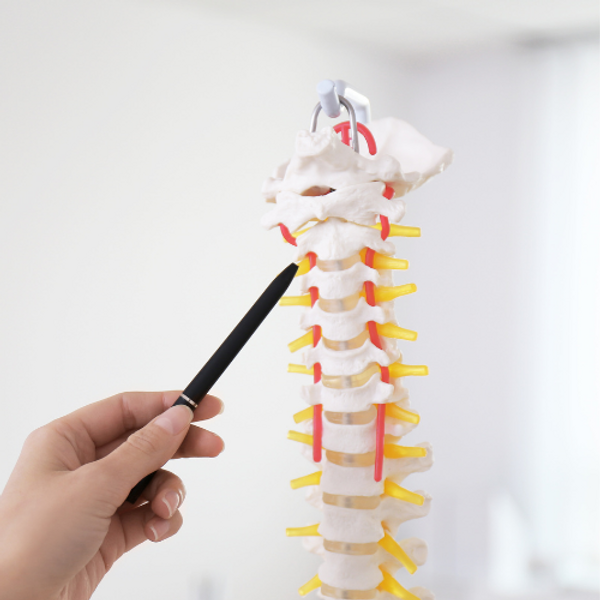 Diagram of the upper cervical spine